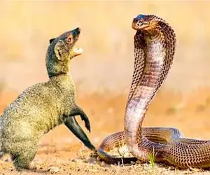 مستند حیات وحش؛ ستیز سبعانه مار و مانگوس برای برتری و بقا