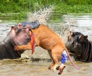 صحنه دهشتناک؛ شیر لاجون به گله کرگدن شبیخون زد اونا هم شرحه شرحه اش کردن