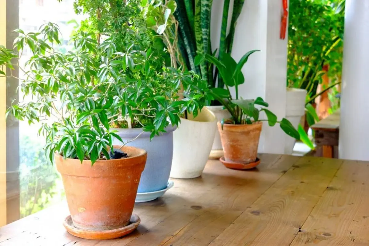 growing-houseplants7
