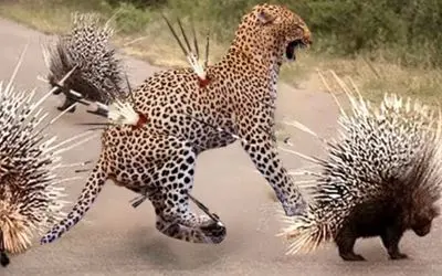 شاهکار حیات وحش؛ حمله به خانواده جوجه تیغی آخرین تصمیم اشتباه پلنگ بود