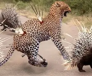 شاهکار حیات وحش؛ حمله به خانواده جوجه تیغی آخرین تصمیم اشتباه پلنگ بود