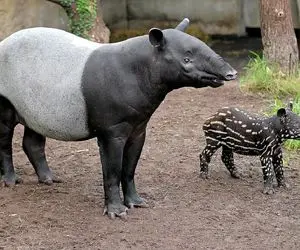 از جذابیت‌های حیات وحش؛ اگه این خنگول رو ناز کنی دیگه گازت نمیگیره و از حال میره