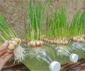 ایده های خلاقانه؛ بطری های پلاستیکی آب معدنی رو دور ننداز اینجور که میگم توش سیر بکار