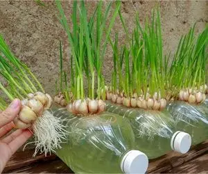 ایده های خلاقانه؛ بطری های پلاستیکی آب معدنی رو دور ننداز اینجور که میگم توش سیر بکار