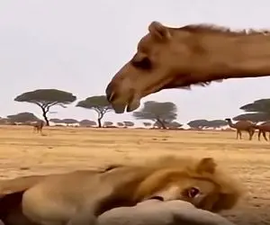 مستند حیات وحش؛ شتر شیر رو مثل نانچیکو تو هوا چرخوند شوت کرد تو دروازه