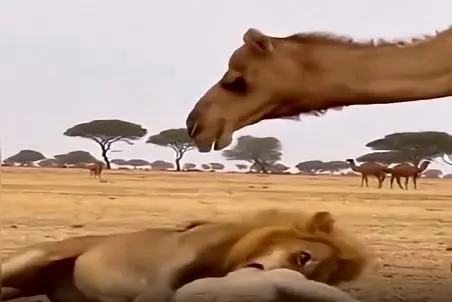 مستند حیات وحش؛ شتر شیر رو مثل نانچیکو تو هوا چرخوند شوت کرد تو دروازه