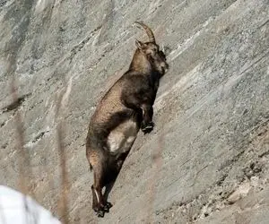 از جذابیت های حیات وحش؛ بز کوهی جوری با غرور رو صخره صاف راه میره که انگار جاذبه کشکه