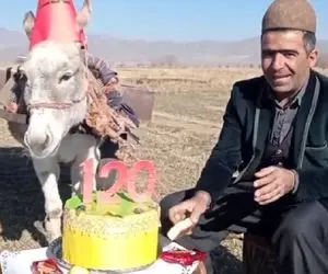 آواز مسخره؛ چوپان تم زده برای الاغش تولد 120 سالگی گرفته و براش میخونه شمع فوت کردنشو