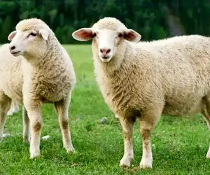 (جدول) قیمت دام زنده امروز ۲۴ شهریور ۱۴۰۳