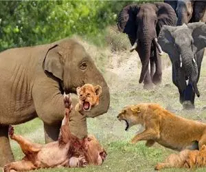 مستند حیات وحش؛ فیل تاوان له کردن توله های شیر مسلول رو با جون بچش داد