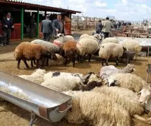 (جدول) قیمت دام زنده امروز ۲۹ آذر۱۴۰۳/ روی خوش بازار به قم‌نشینان