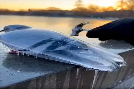 مستند کاوش؛ کفتر یخ زده رو با چکش میزنه یخ بشکنه پرش بده