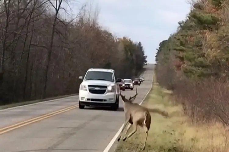 معماری طبیعت؛ گوزن با قیافه ی راننده ماشین حال نکرد زهر چشم گرفت ازش