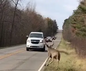 معماری طبیعت؛ گوزن با قیافه ی راننده ماشین حال نکرد زهر چشم گرفت ازش