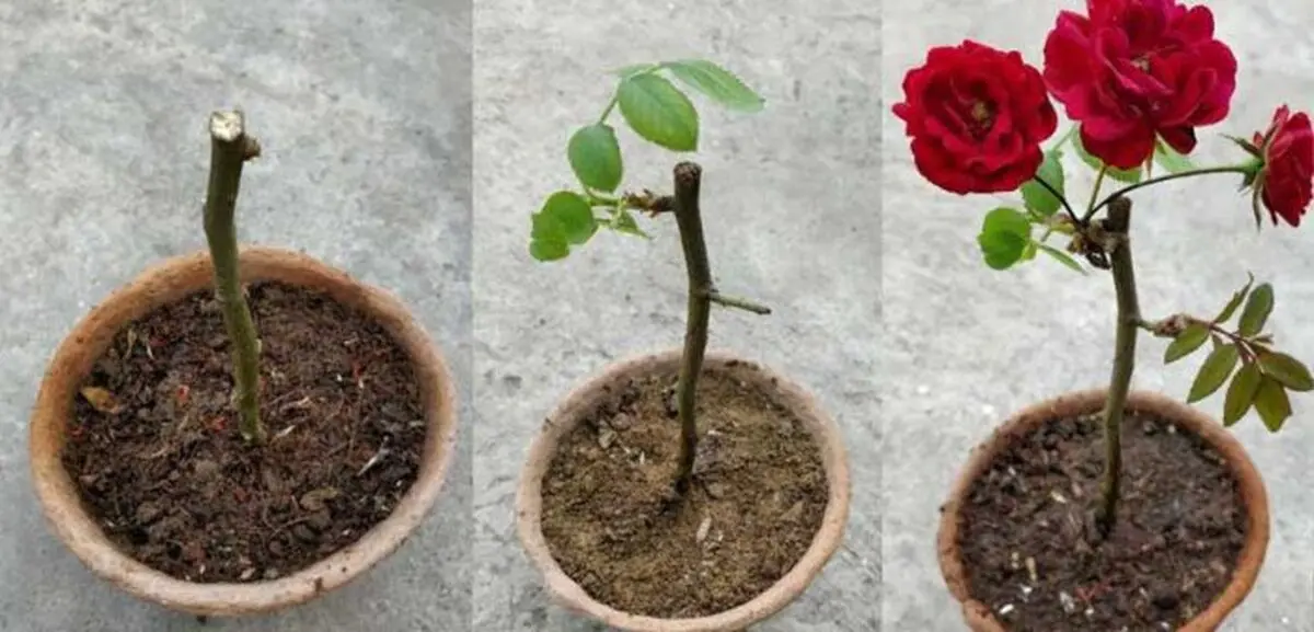 با-تکثیر-گل-رز-آشنا-شوید