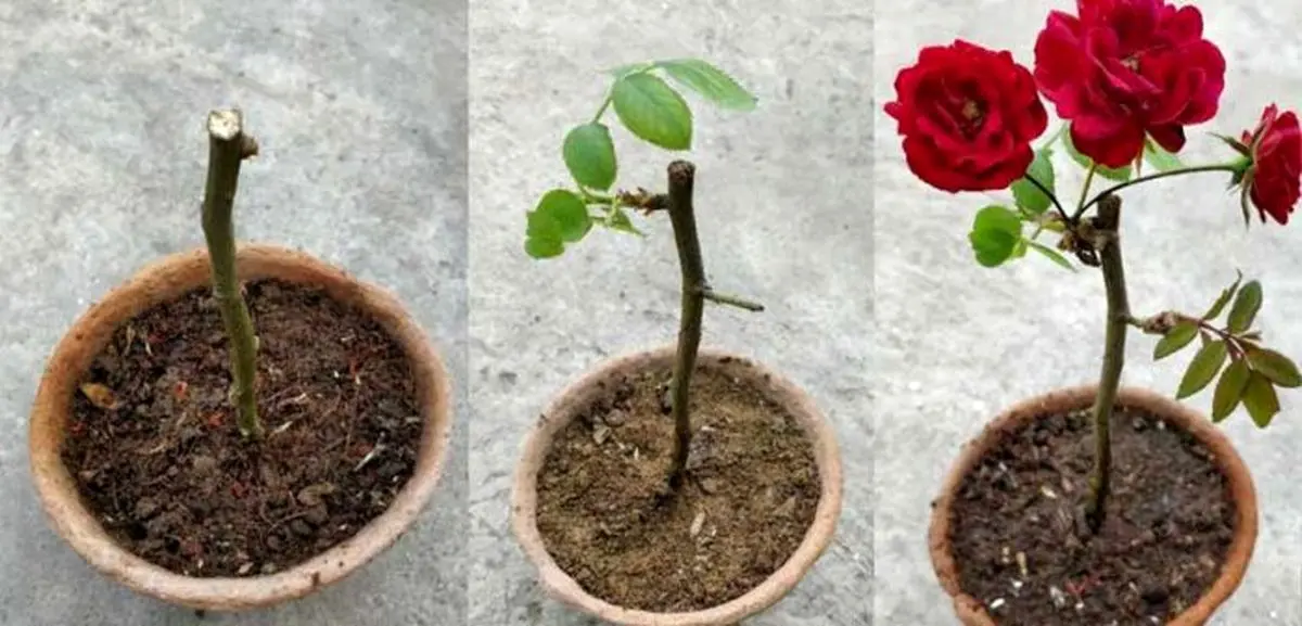 راز پرورش گل رز با یک شاخه و یک لیوان/ تجربه‌ ای لذتبخش بدون باغچه و ابزار خاص