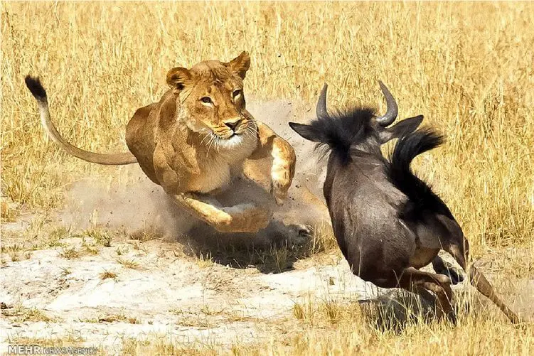 مستند کاوش؛ مسابقه دو صد متر گراز با شیر بی خبر