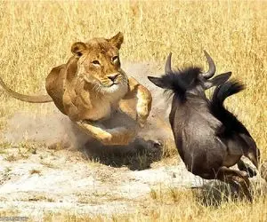 مستند کاوش؛ مسابقه دو صد متر گراز با شیر بی خبر