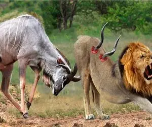 سلاخی حیات وحش/شیر؛ شاخ گوزن