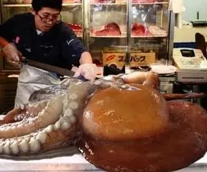 غذای خام؛ آخه آدم دلش کباب میشه اختاپوسه داره دست و پا میزنه چشاشو از کاسه در میارن