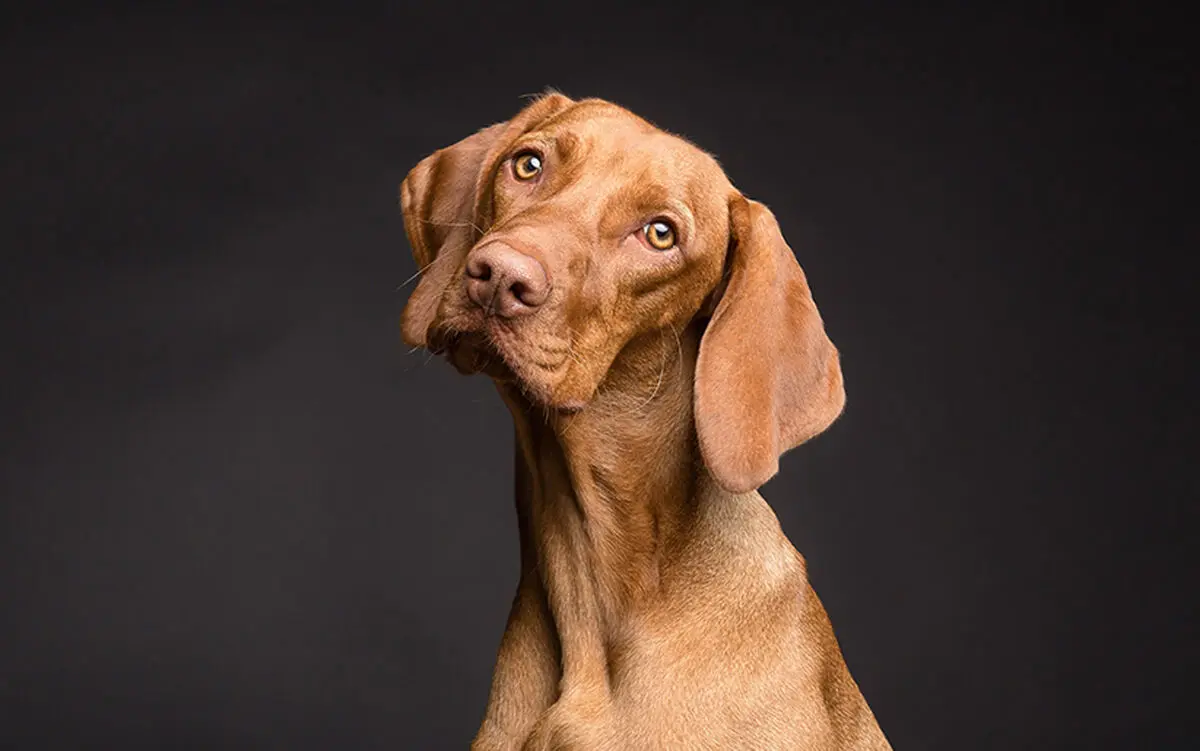 dog-training