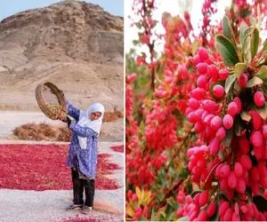 محصولات کشاورزی غول پیکر؛ دونه‌های زرشک شهر زرشک ایران هر کدوم اندازه انگوره