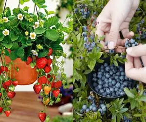 میوه هایی که میتونی تو گلدون خونت پرورش بدی/ با این روش همیشه میوه تازه داری خونت