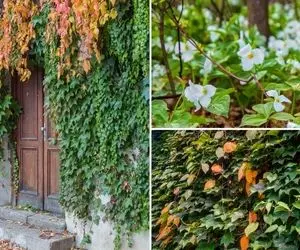 معرفی گیاهان چسبنده به دیوار جهت ایجاد دیوار سبز در بالکن و حیاط مختص آب و هوای ایران