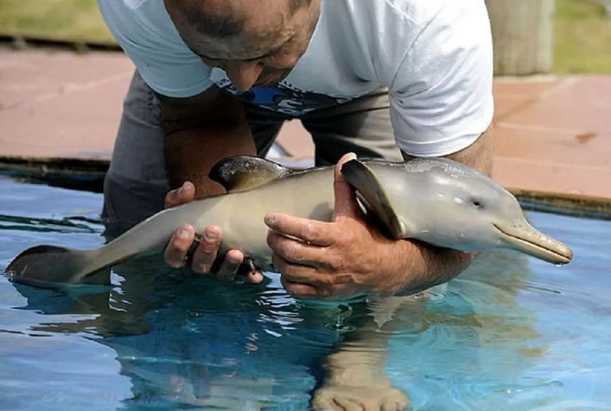 Baby-Dolphin