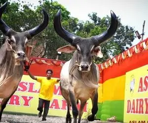 حیوانات غول پیکر؛ گاوهای نر خیلی بزرگ با شاخ تیز و دراز که میشه روشون لباس پهن کرد