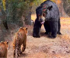 از جذابیت‌های حیات وحش؛ ببر فکر میکنه این خرس وحشی هم شبیه بقیه حیووناست ولی کورخونده