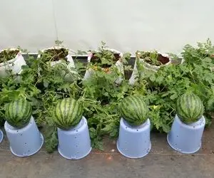 کشاورزی نوین؛ کاشت هندوانه توی گونی با روش آبیاری قطره ای و بازدهی بالا