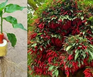 کشاورزی نوین؛ فلفل رو تو موز گذاشتن تو خاکش نوشابه زدن درختش خم شده انگار دوپینگ کرده