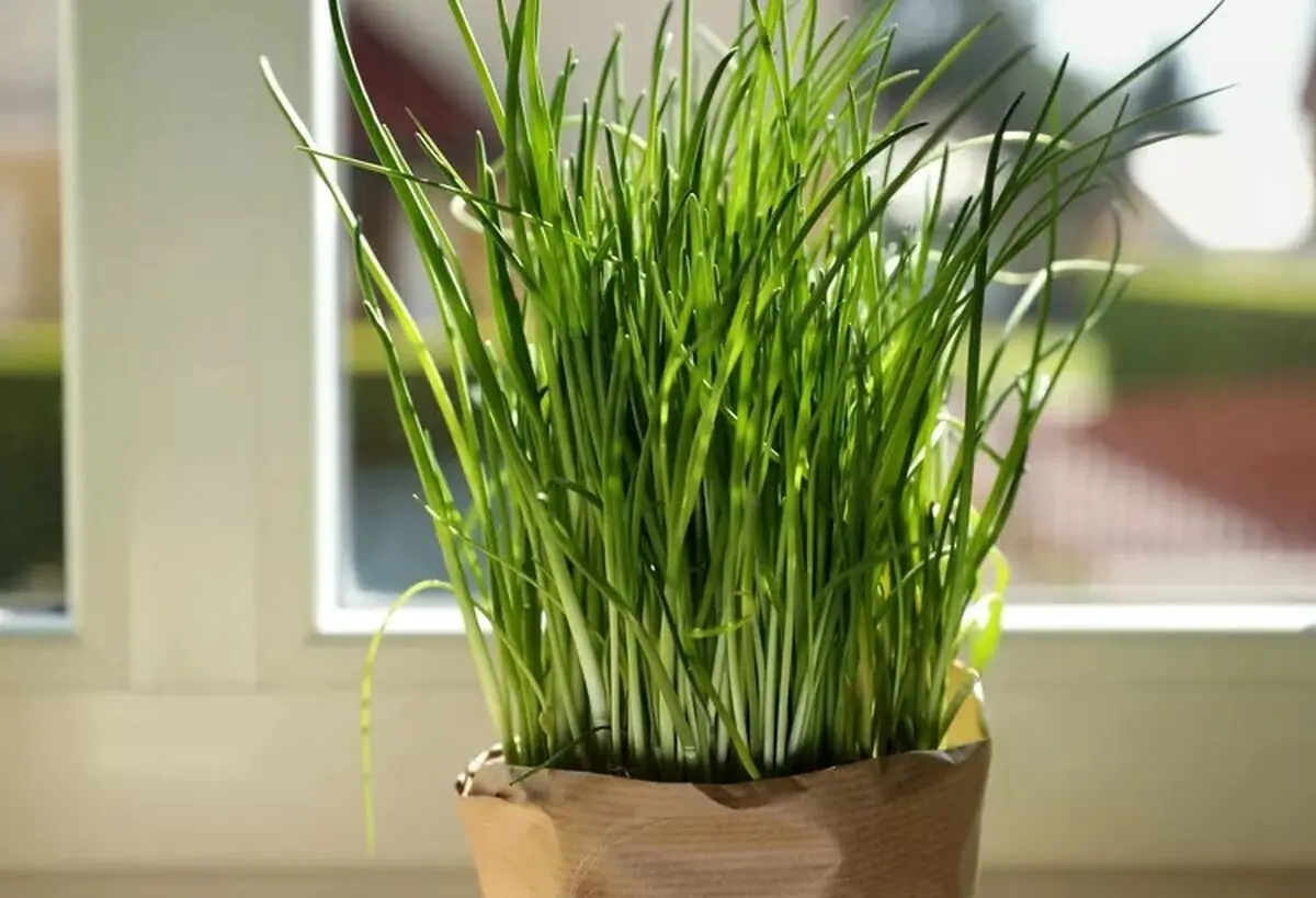 کاشت سبزی خوردن در خانه