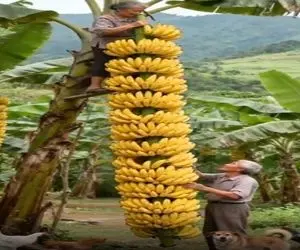 کشاورزی نوین؛ موز لوستری پرورش دادن انقد خوشه اش ضخیم و سخت جونه که میرن روش وایمیسن