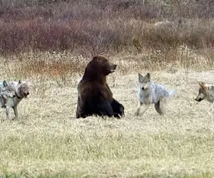 مستند حیات وحش؛ شش گرگ خرس سیاه رو محاصره کردن