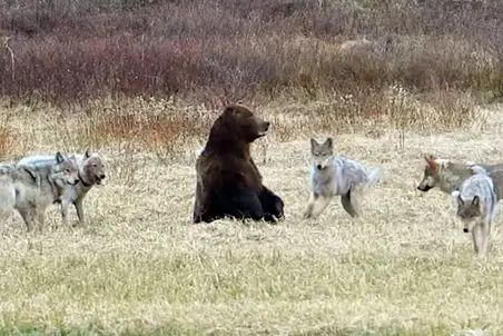 مستند حیات وحش؛ شش گرگ خرس سیاه رو محاصره کردن