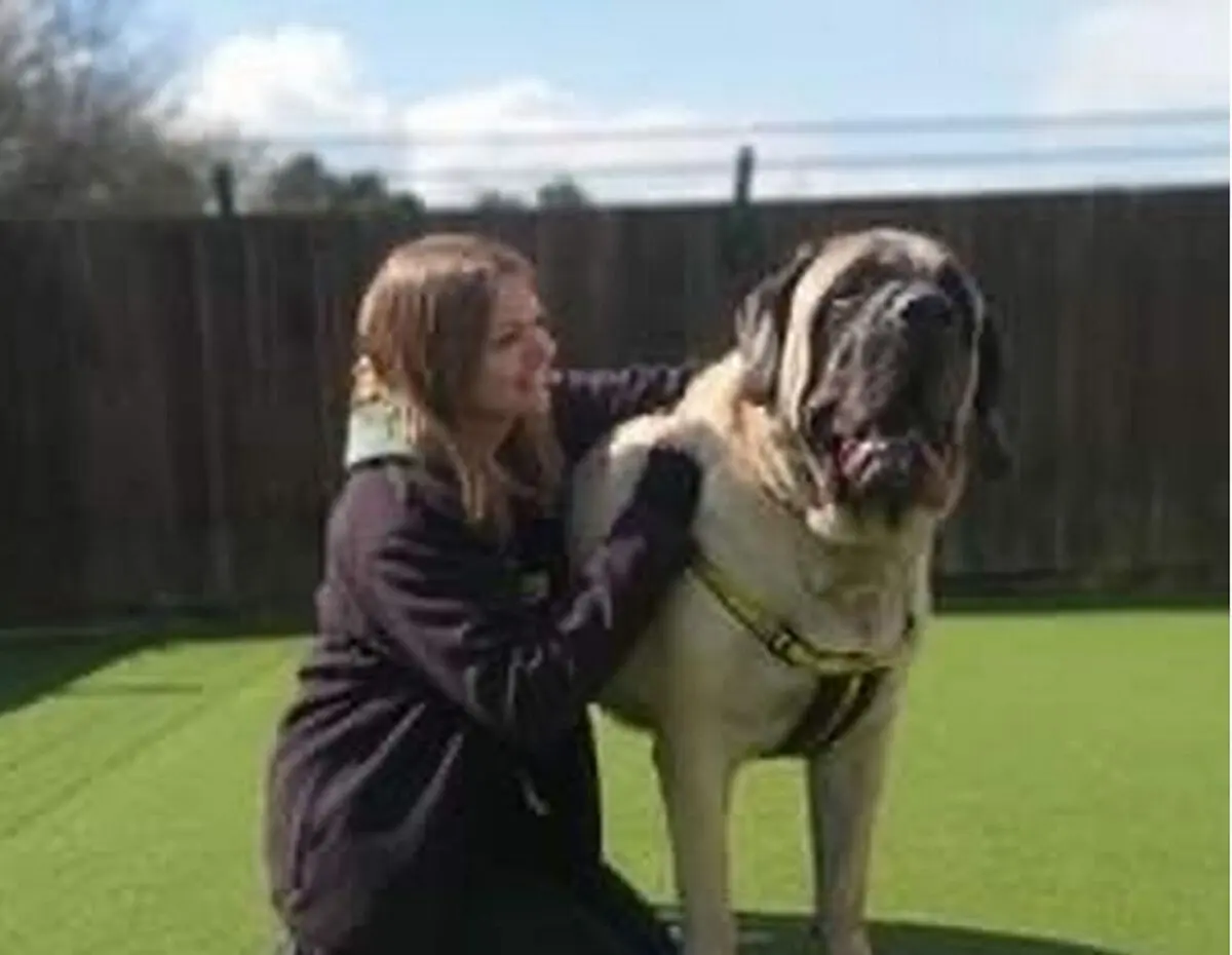 1_Shelter-searches-for-home-for-its-biggest-ever-dog