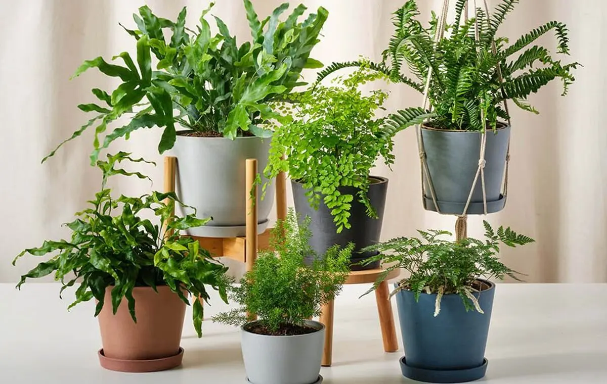 گیاهان مفید برای افسردگی