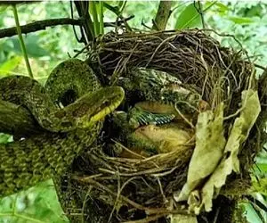 جذابیت حیات وحش / مار رذل چشم والدین را دور دید جوجه ها را بلعید