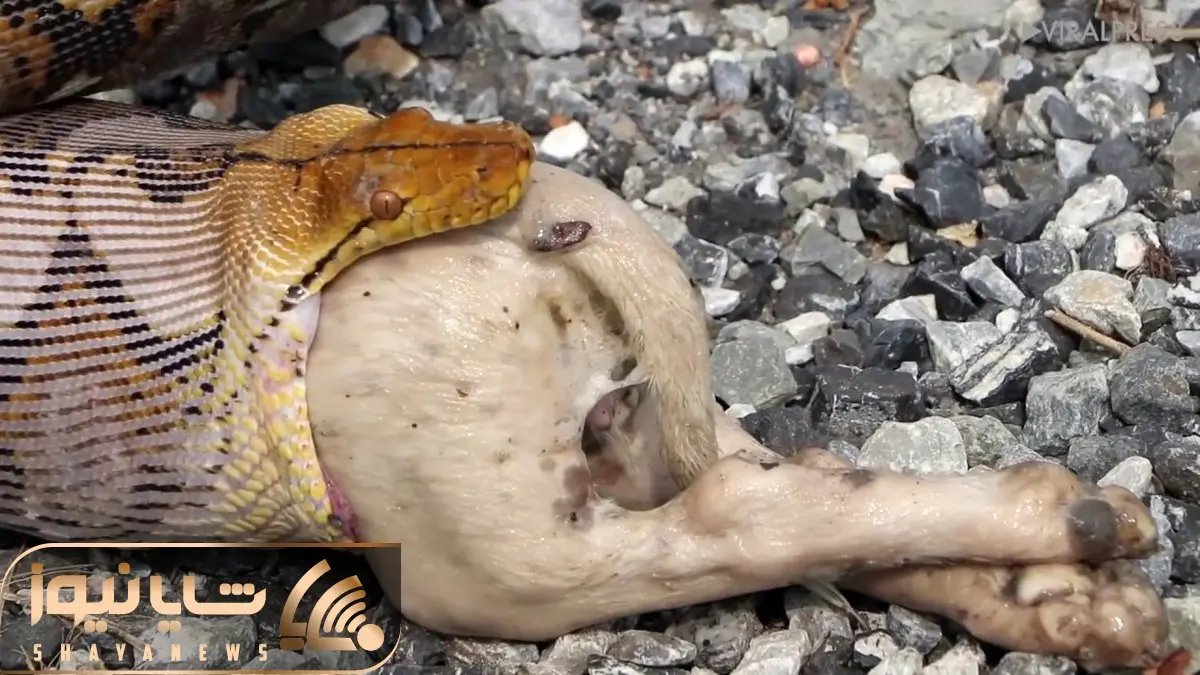 دیدنی راز بقا؛ صحنه چندش حال بهم زن که پیتون غول طعمه درشت رو درسته بالا آورد