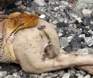 دیدنی راز بقا؛ صحنه چندش حال بهم زن که پیتون غول طعمه درشت رو درسته بالا آورد