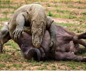 از بدایع حیات وحش؛ کومودوی سفاک حلقوم بوفالورو پاره کرد خونشو سر کشید