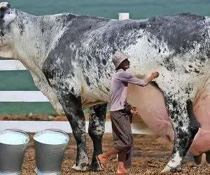فرآوری گاو شیری؛ گاوهایی باورنکردنی که هر کدوم اندازه یک کارخانه دامداران شیر میدن