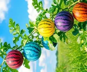 باغات میوه ی هوس برانگیز و بی نقص که دهانتان را آب می اندازند/ این هندوانه است؟