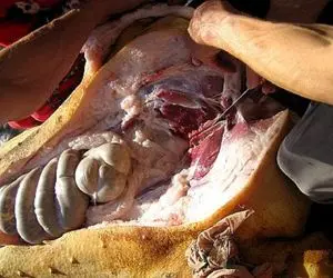 کباب سگ؛ شکم سگ نازنازی مفلوک رو با سبزیجات پر کرد دوخت بریونی شده سرو کرد