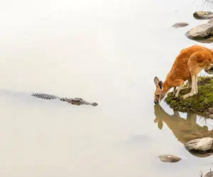 مستند حیات وحش؛ کانگورو احمق تمساح رو از سنگ تشخیص نداد