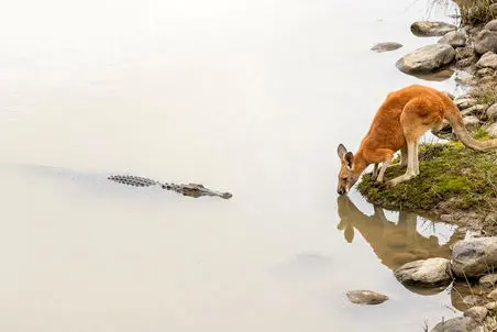 مستند حیات وحش؛ کانگورو احمق تمساح رو از سنگ تشخیص نداد