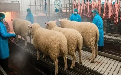 فرآوری گوسفند؛ گوسفند زنده رو انداخت تو آتیش بعد درسته هولش داد تو چرخ گوشت