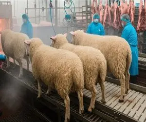 فرآوری گوسفند؛ گوسفند زنده رو انداخت تو آتیش بعد درسته هولش داد تو چرخ گوشت